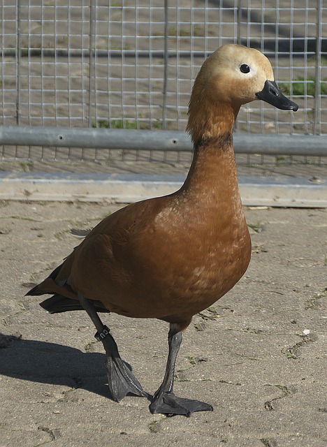 从贾尔斯的