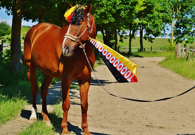 比利时显然 比利时显然